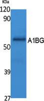 A1BG Polyclonal Antibody