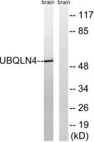 A1Up Polyclonal Antibody