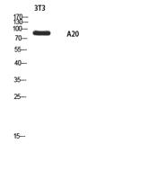 A20 Polyclonal Antibody