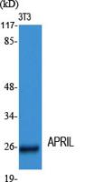 APRIL Polyclonal Antibody