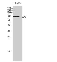 APS Polyclonal Antibody