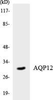 AQP12 Polyclonal Antibody