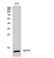 HSP10 Polyclonal Antibody