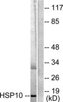 HSP10 Polyclonal Antibody