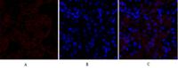 HSP27 Polyclonal Antibody