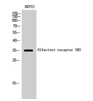 Olfactory receptor 5M3 Polyclonal Antibody