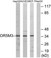 Olfactory receptor 5M3 Polyclonal Antibody