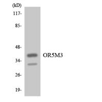 Olfactory receptor 5M3 Polyclonal Antibody