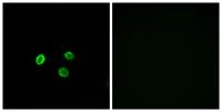 Olfactory receptor 5M9 Polyclonal Antibody