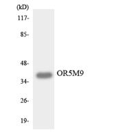 Olfactory receptor 5M9 Polyclonal Antibody