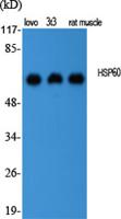 HSP60 Polyclonal Antibody