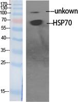 HSP70L Polyclonal Antibody