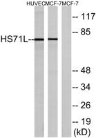 HSP70L Polyclonal Antibody