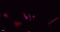 Claudin-5 Polyclonal Antibody