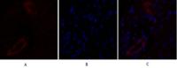 Claudin-5 Polyclonal Antibody