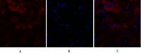 Claudin-5 Polyclonal Antibody