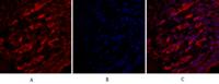 Claudin-5 Polyclonal Antibody