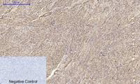 Claudin-5 Polyclonal Antibody