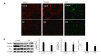 ZO1 Polyclonal Antibody