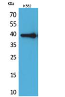 HSP77/76 Polyclonal Antibody