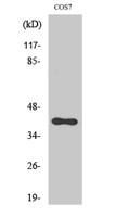 SR-1F Polyclonal Antibody