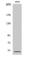 SR-2B Polyclonal Antibody