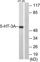 SR-3A Polyclonal Antibody