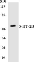 SR-3A Polyclonal Antibody