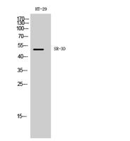 SR-3D Polyclonal Antibody