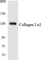 SR-4 Polyclonal Antibody