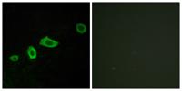 SR-5A Polyclonal Antibody