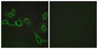 SR-7 Polyclonal Antibody