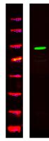 SREC Polyclonal Antibody