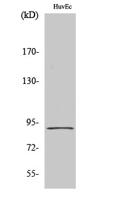 HSP90β Polyclonal Antibody