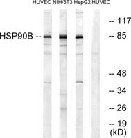 HSP90β Polyclonal Antibody