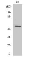 SRp75 Polyclonal Antibody