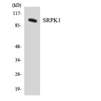 SRPK1 Polyclonal Antibody