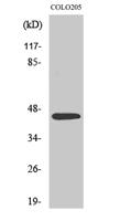 SSB Polyclonal Antibody