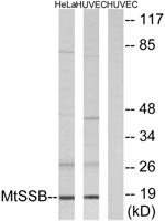 SSBP1 Polyclonal Antibody