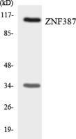 ST18 Polyclonal Antibody