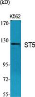 ST5 Polyclonal Antibody