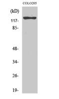 ST5 Polyclonal Antibody