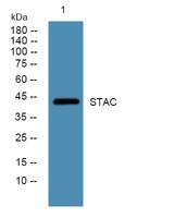 STAC Polyclonal Antibody