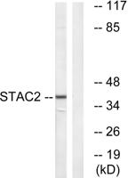 STAC2 Polyclonal Antibody