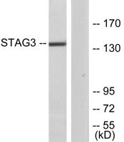 STAG3 Polyclonal Antibody