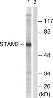 STAM2 Polyclonal Antibody