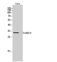 StARD10 Polyclonal Antibody