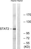 Stat2 Polyclonal Antibody