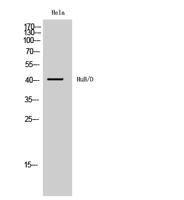 HuB/D Polyclonal Antibody