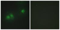 HuB/D Polyclonal Antibody